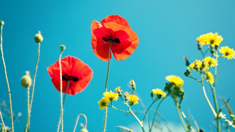 Red Poppies and Yellow Flowers — Blue, Serene