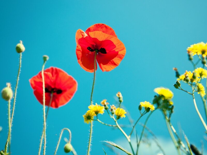 Red Poppies and Yellow Flowers — Blue