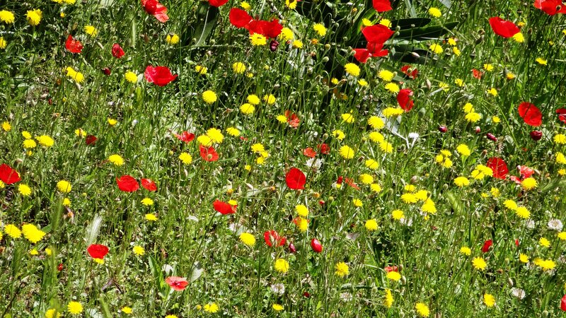 Red Poppies and Yellow Flowers — Natural