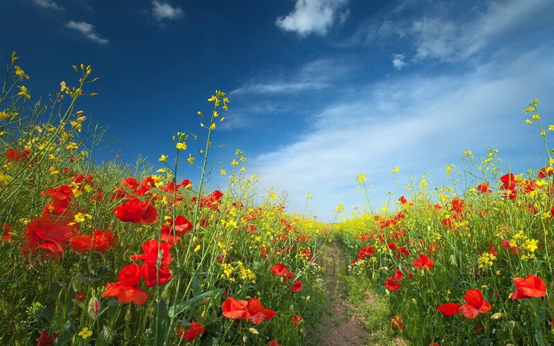 Red Poppies and Yellow Flowers — Serene