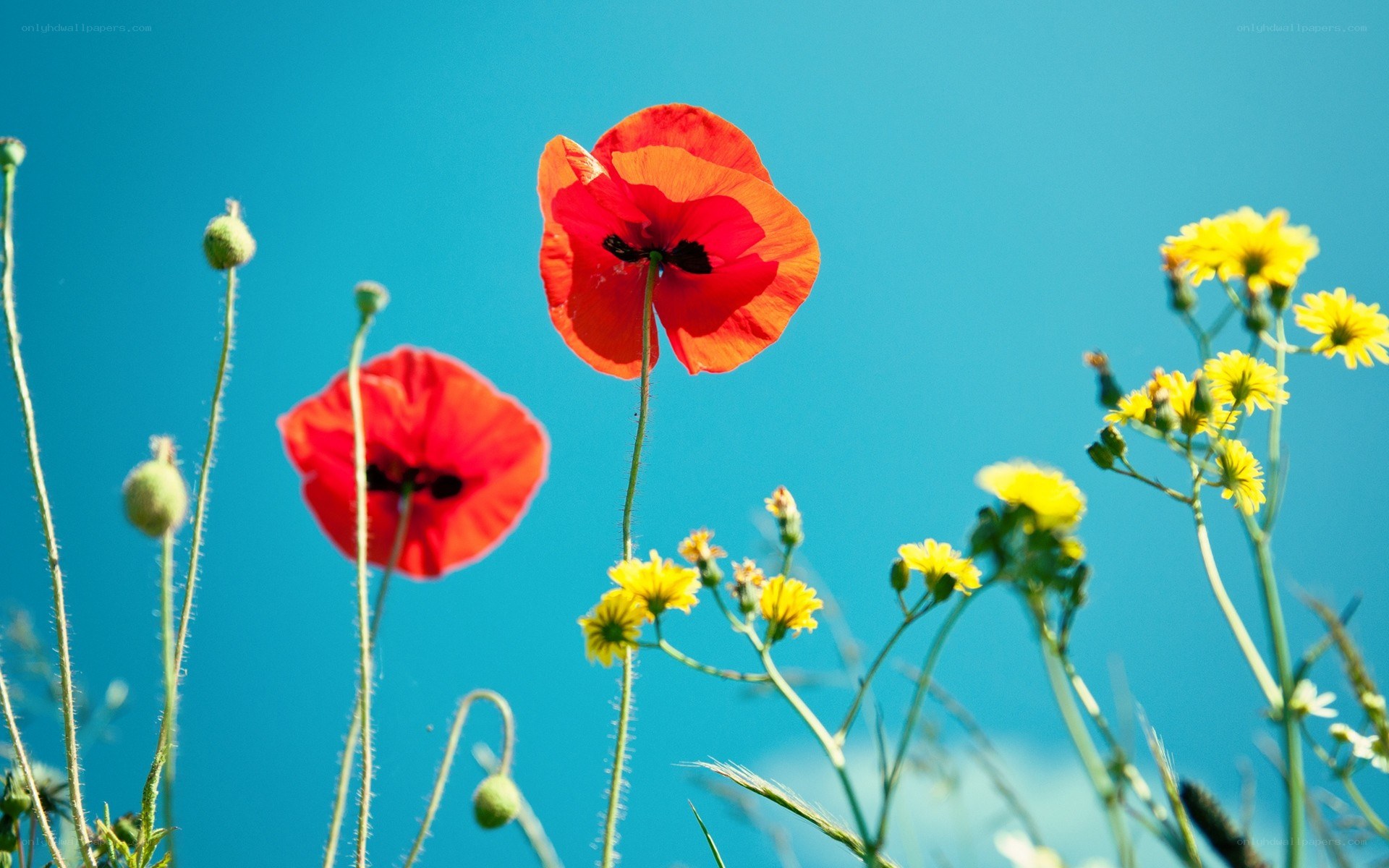 Red poppies and yellow flowers