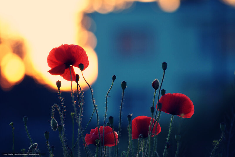 Red Poppies at Dusk