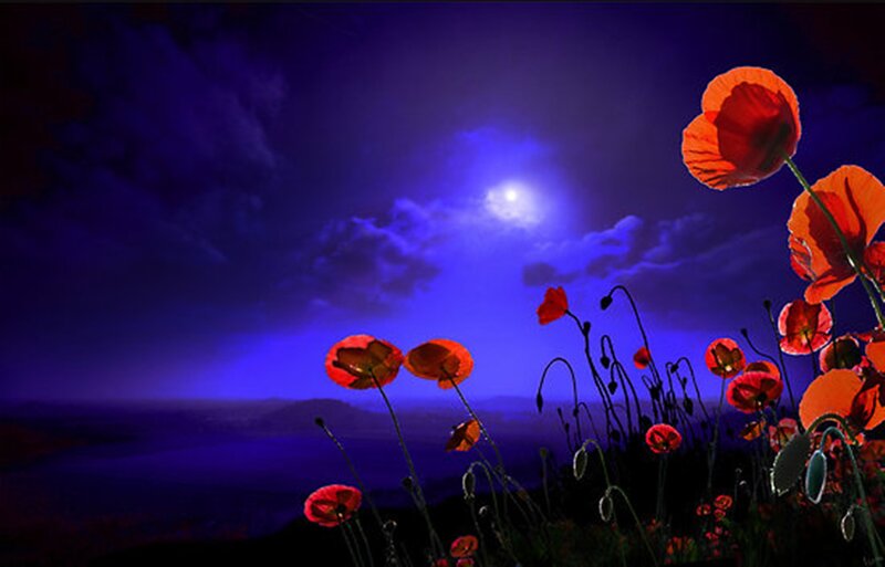Red Poppies at Night — Purple