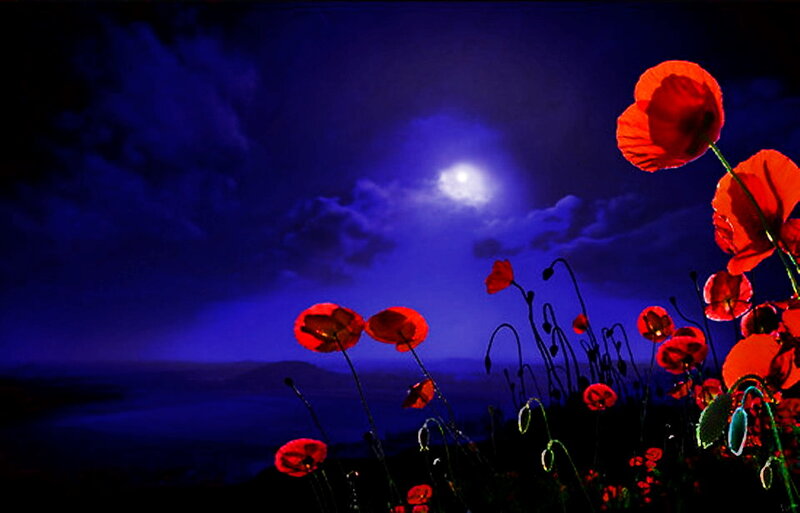 Red Poppies at Night