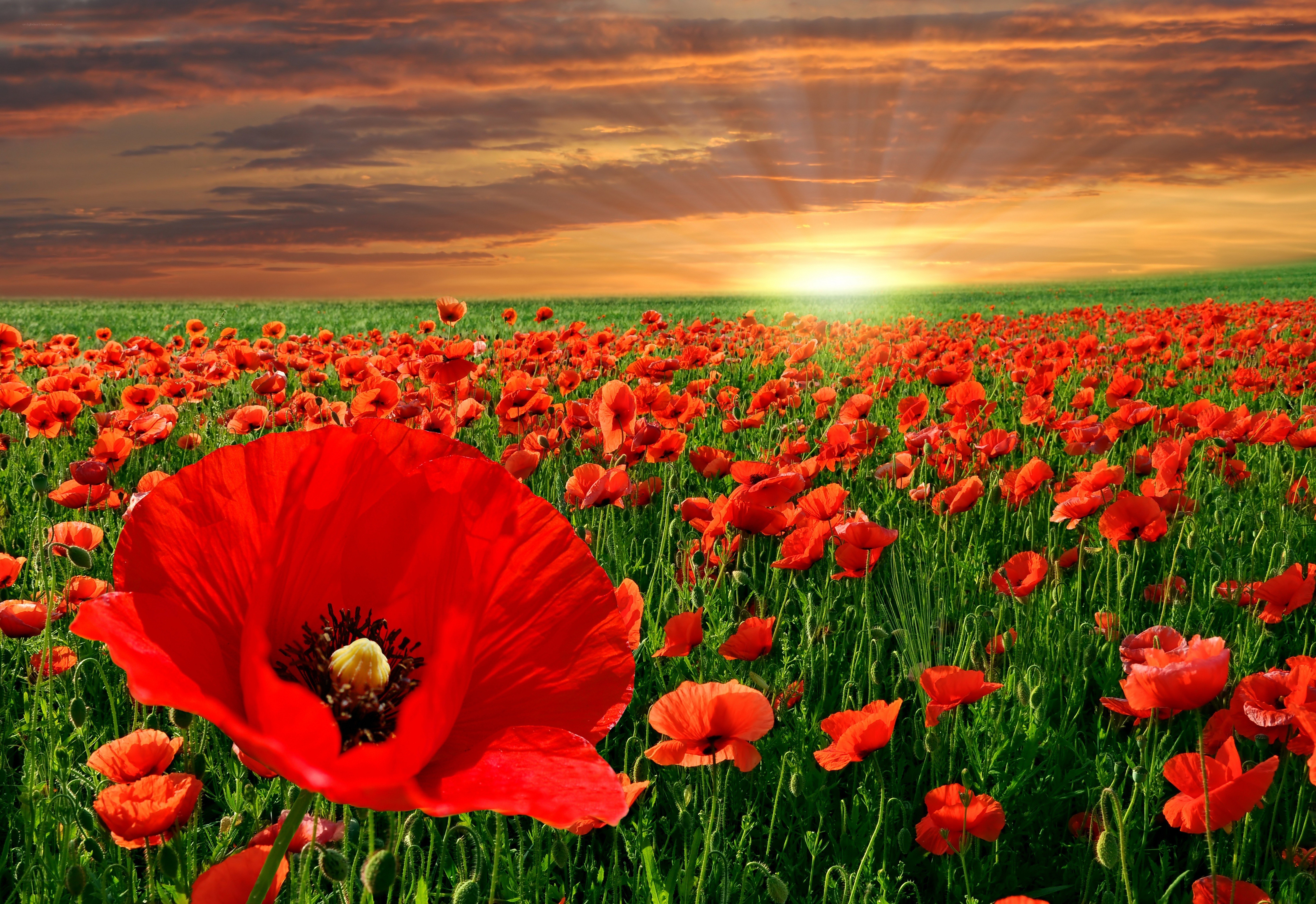 Red poppies at sunset