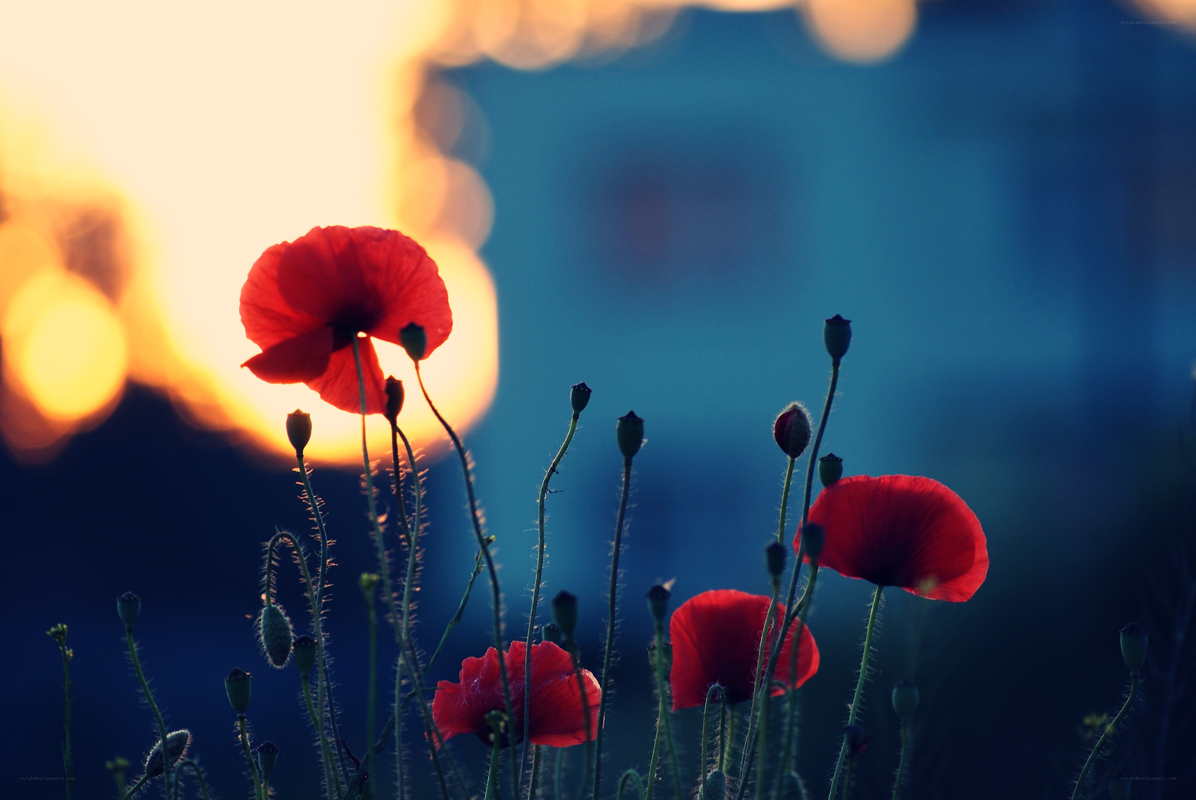 Red poppies at sunset