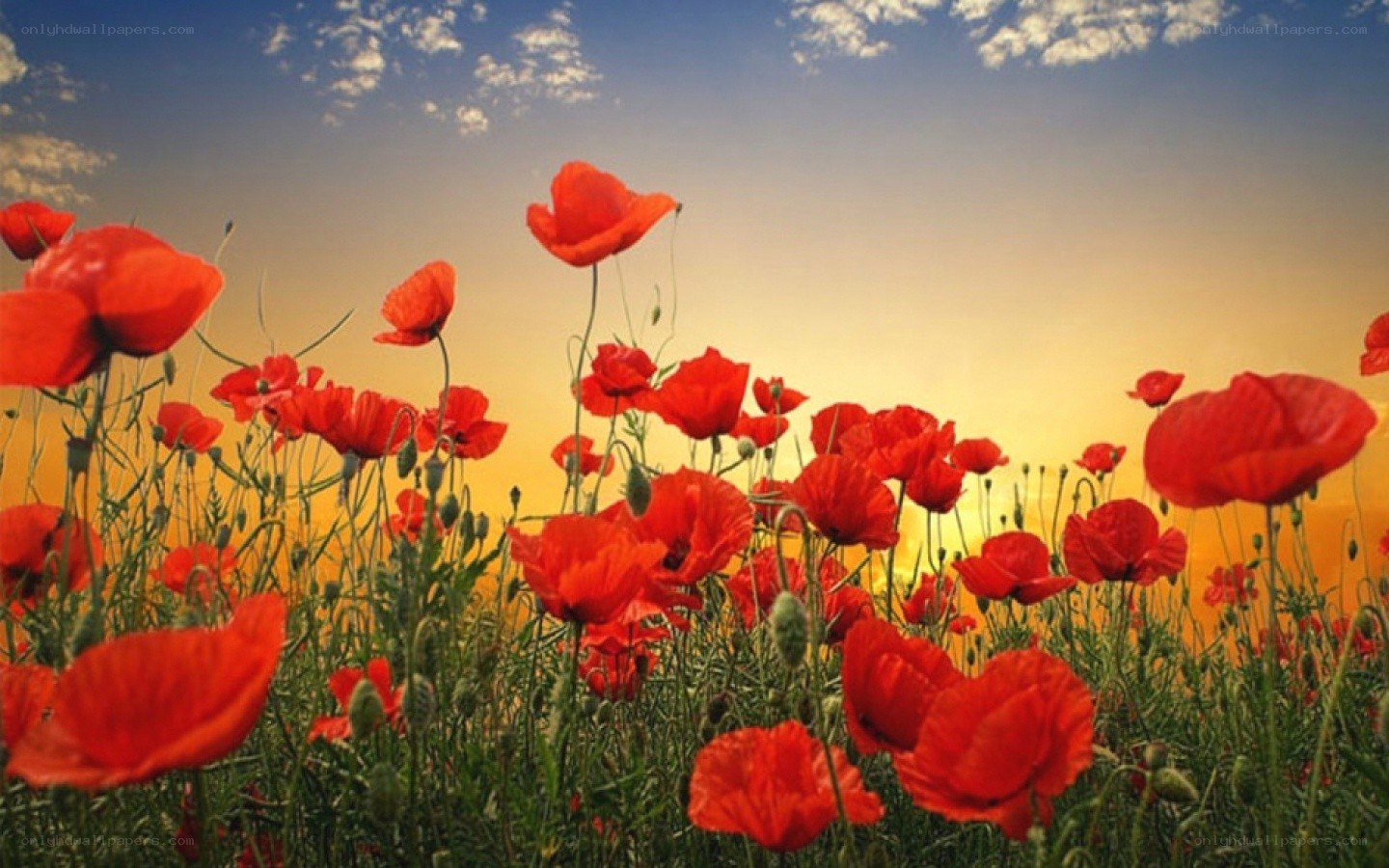 Red poppies at sunset