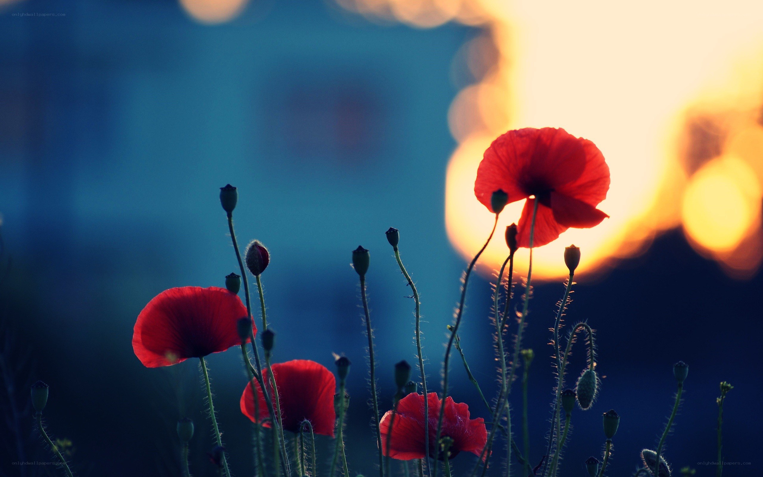 Red poppies at sunset