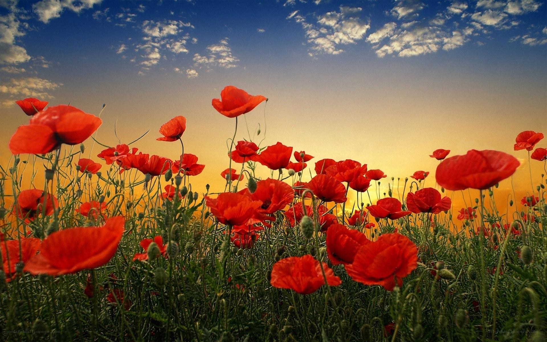 Red poppies at sunset