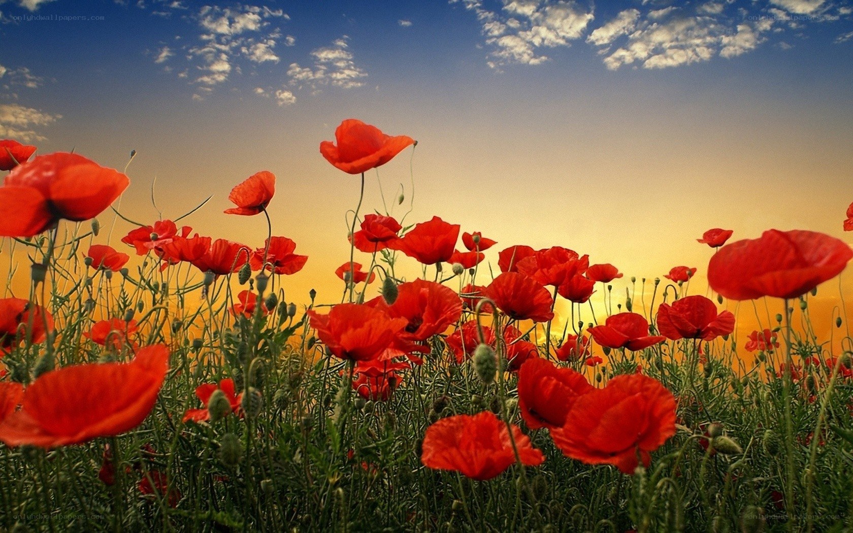 Red poppies at sunset