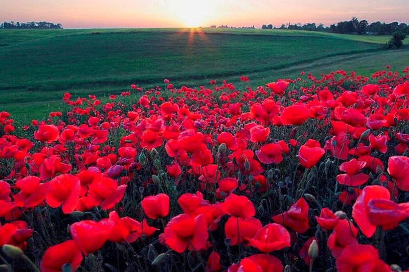 Red poppies at sunset