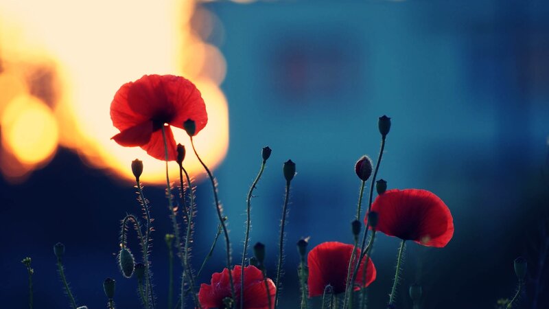 Red poppies at sunset