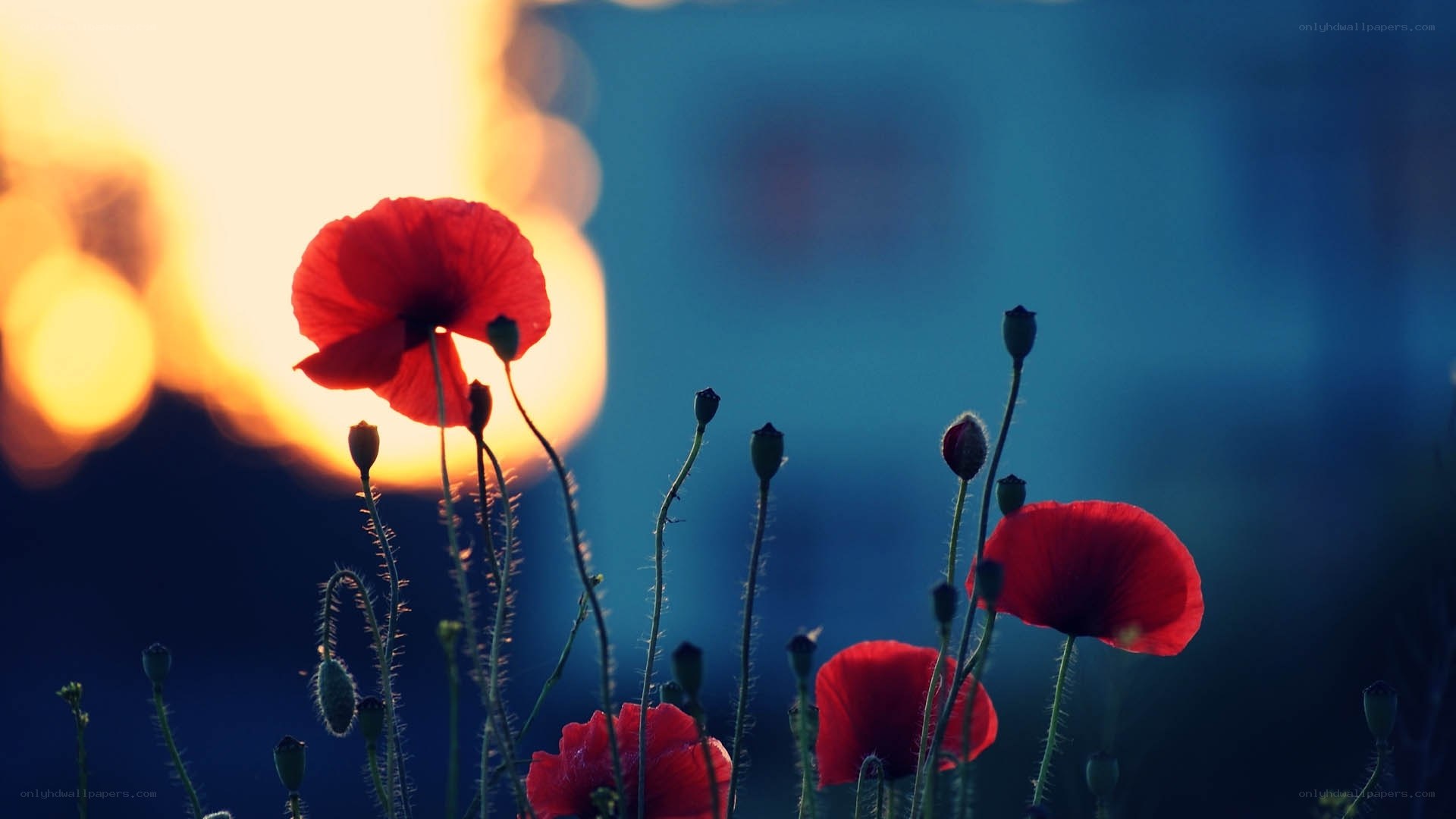 Red poppies at sunset