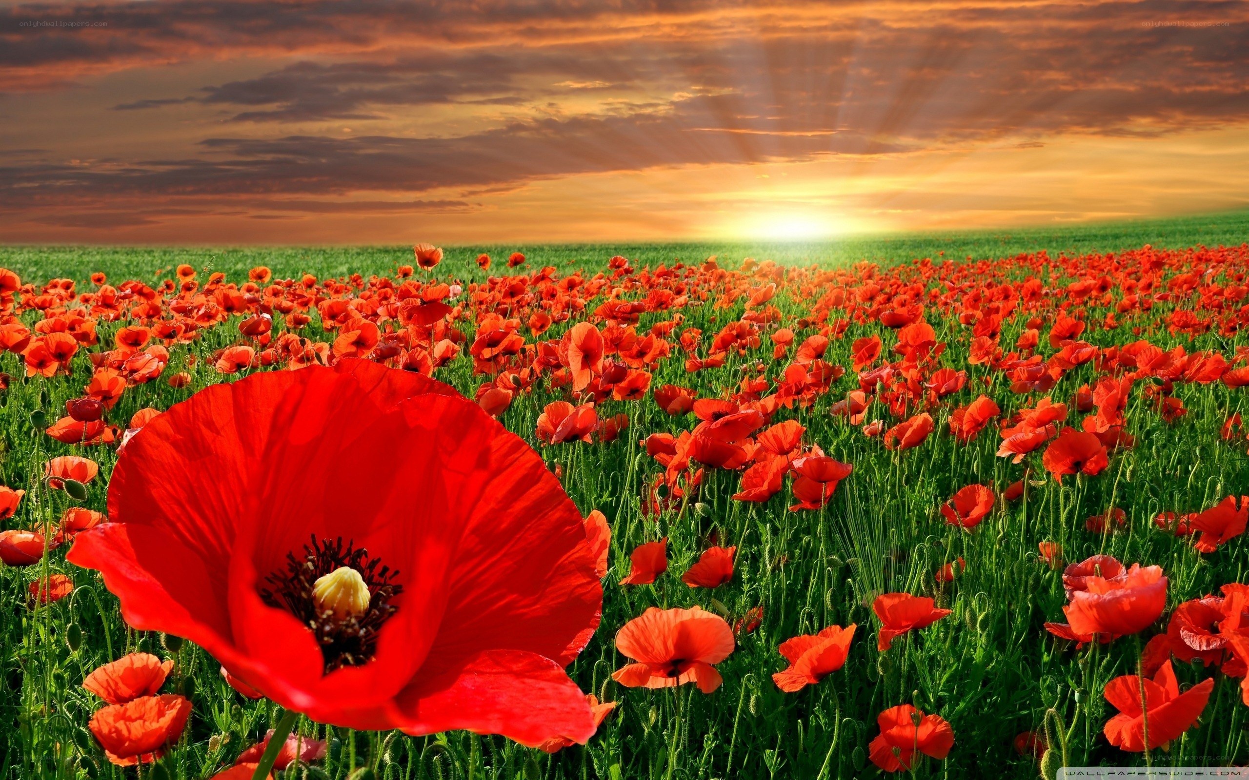 Red poppies at sunset