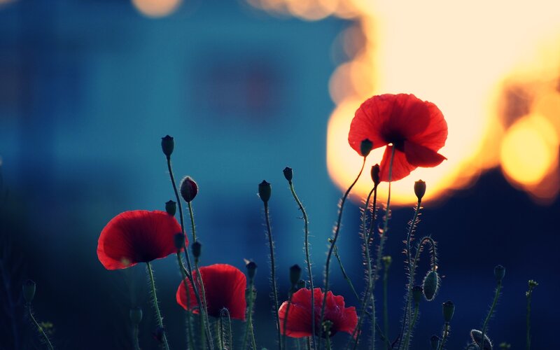 Red Poppies at Sunset — Dramatic, Photograph, Sun