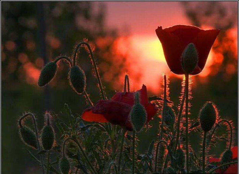 Red Poppies at Sunset — Dramatic, Photograph