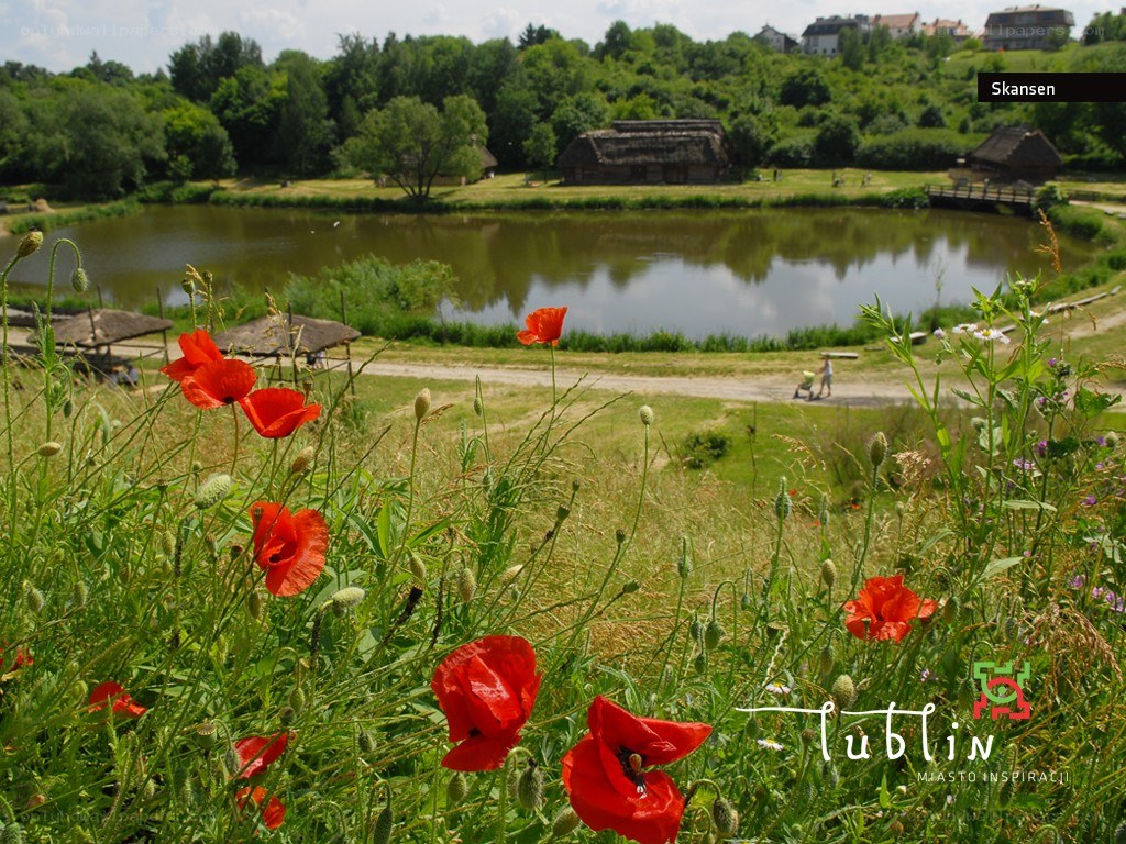 Red poppies by a pond