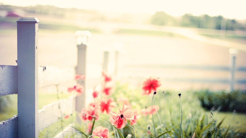 red poppies by a white fence