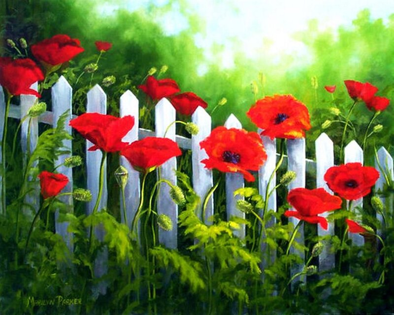 Red Poppies by Fence — Serene