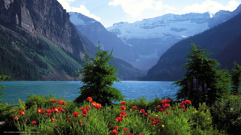 Red Poppies by Lake — Blue, Serene, Summer, Photograph, Mountains