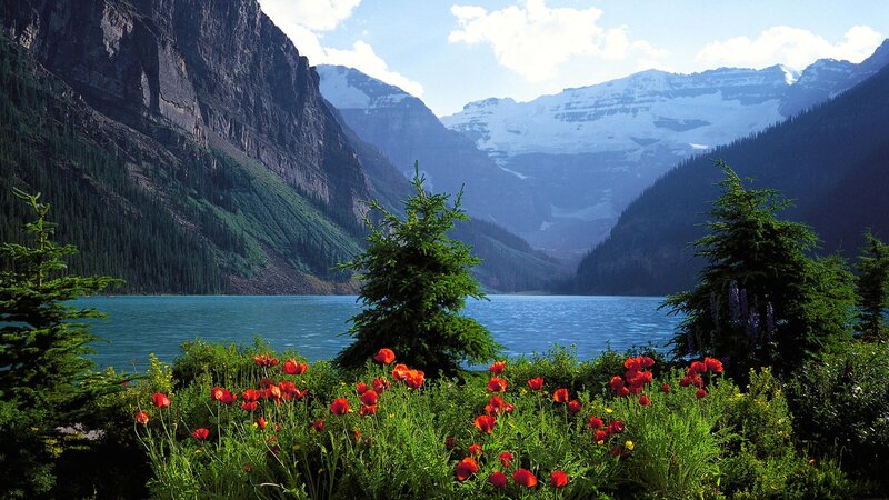 Red Poppies by Lake — Blue, Serene, Summer, Photograph, Mountains, Trees