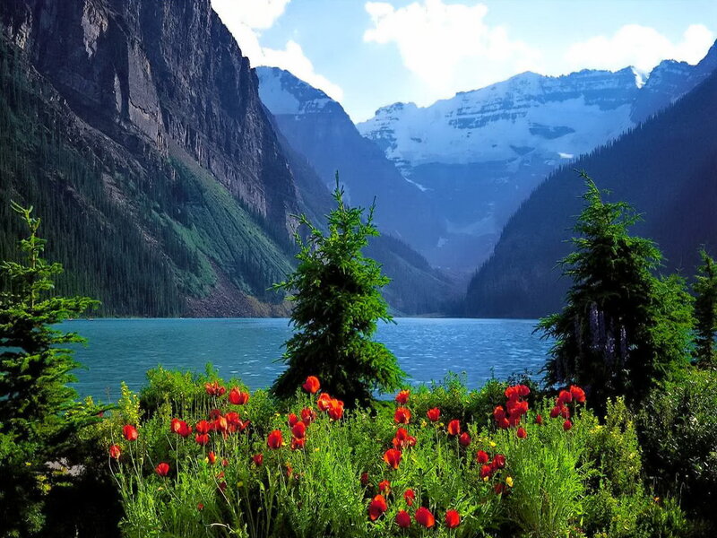 Red Poppies by Lake — Blue, Serene, Summer
