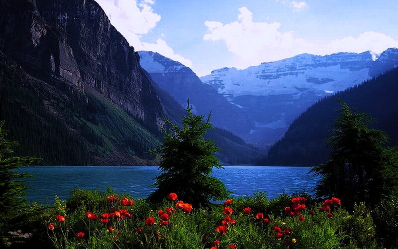 Red Poppies by Lake — Blue, Serene