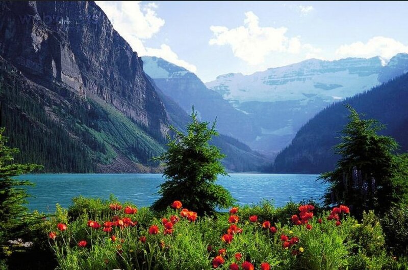 Red Poppies by Lake — Blue
