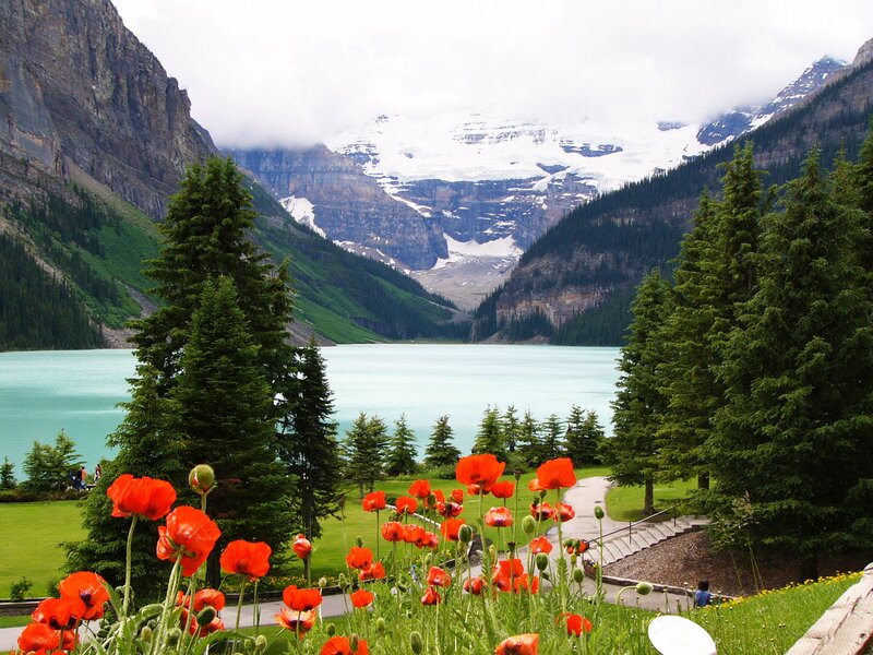 Red Poppies by Lake — Green, Serene, Summer