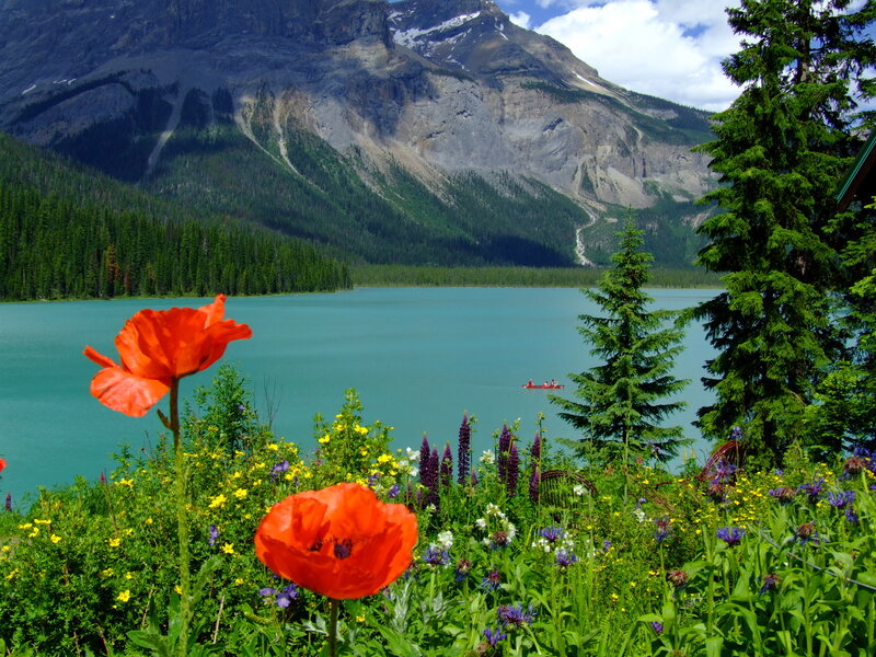 Red Poppies by Lake — Green, Serene