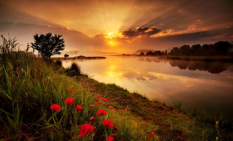Red Poppies by Lake — Orange