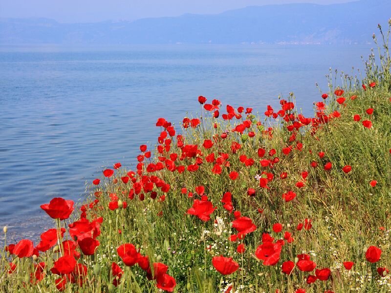 Red Poppies by Lake — Serene, Afternoon, Photograph