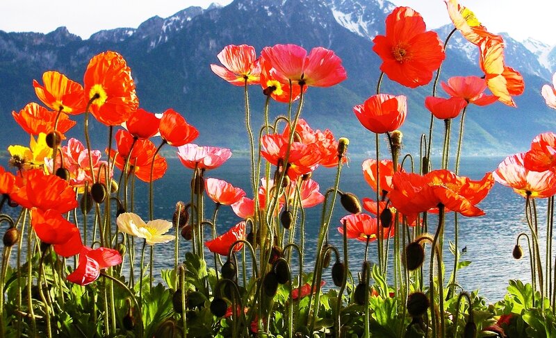 Red Poppies by Lake — Serene, Afternoon