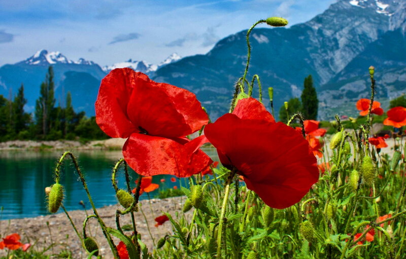 Red Poppies by Lake — Serene, Summer