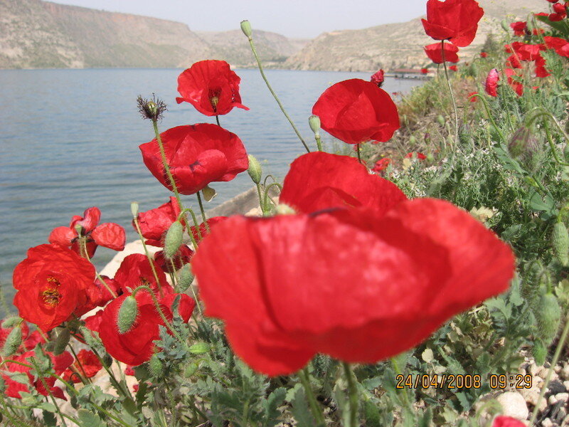Red Poppies by Lake — Serene