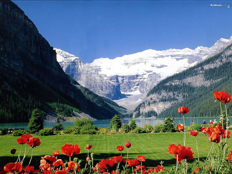 Red Poppies by Lake