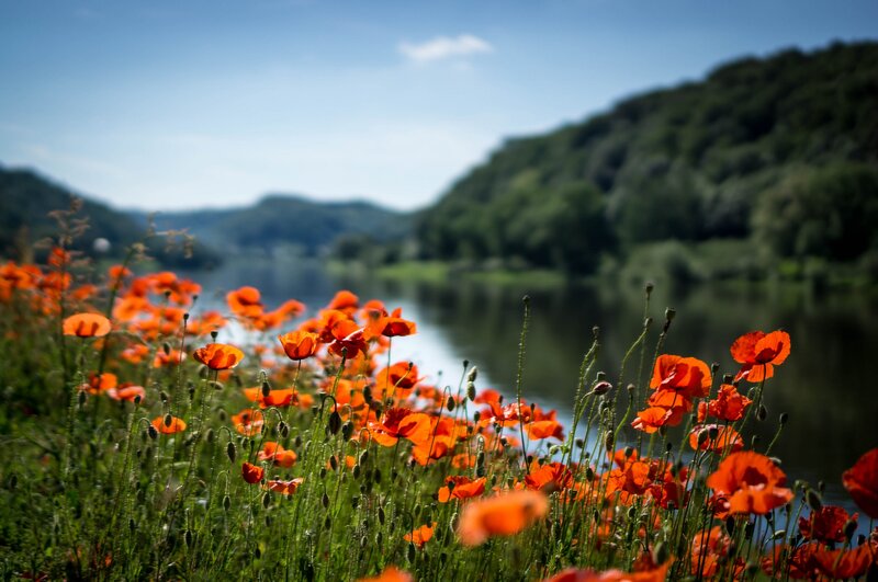 Red Poppies by River — Orange