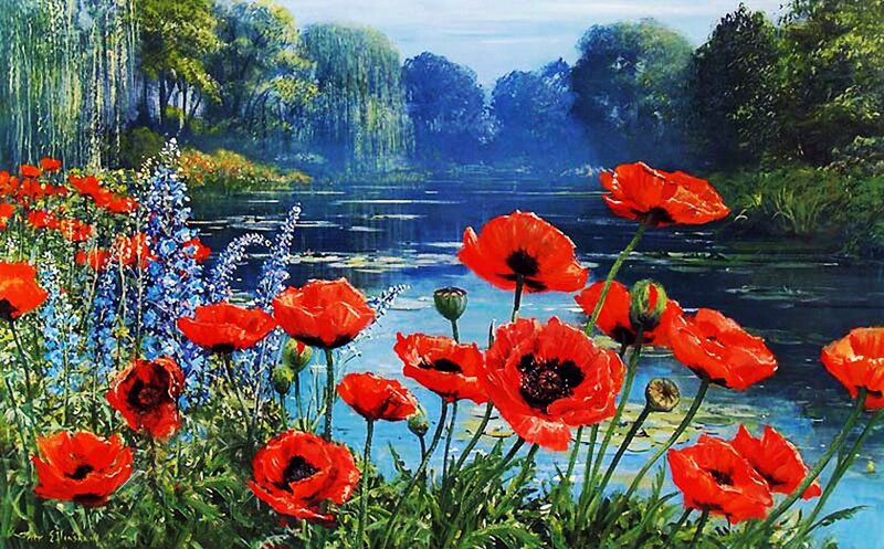 Red Poppies by River