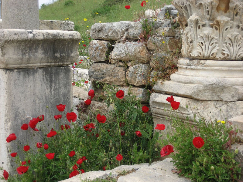 Red Poppies by Ruins