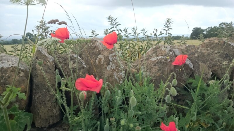 Red Poppies by Stone Wall