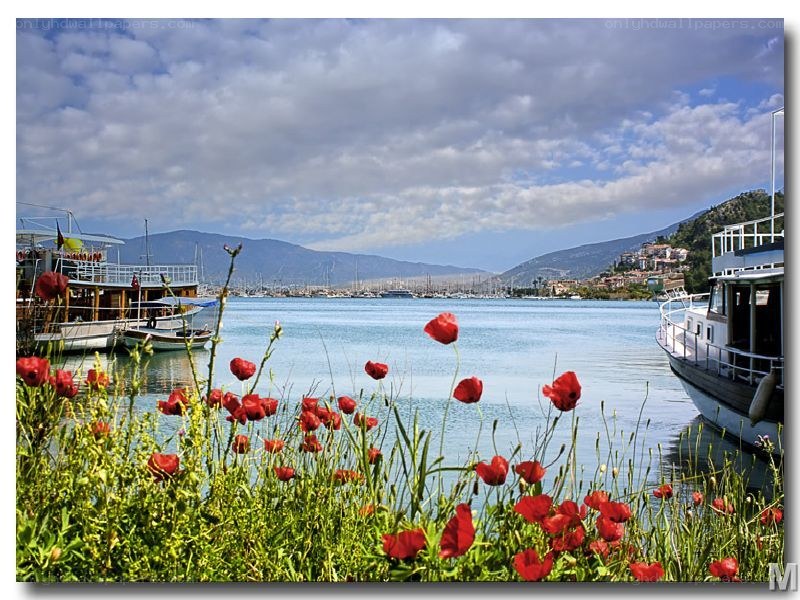 Red Poppies by the Harbor