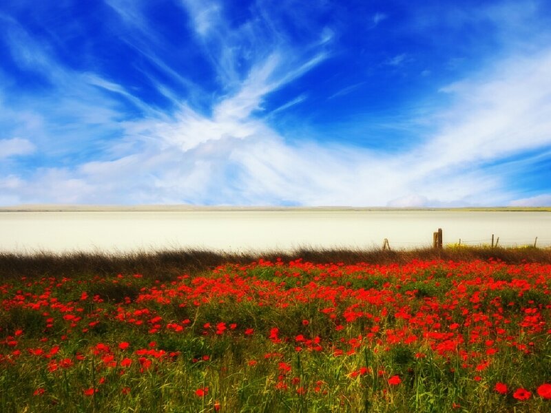Red poppies by the lake