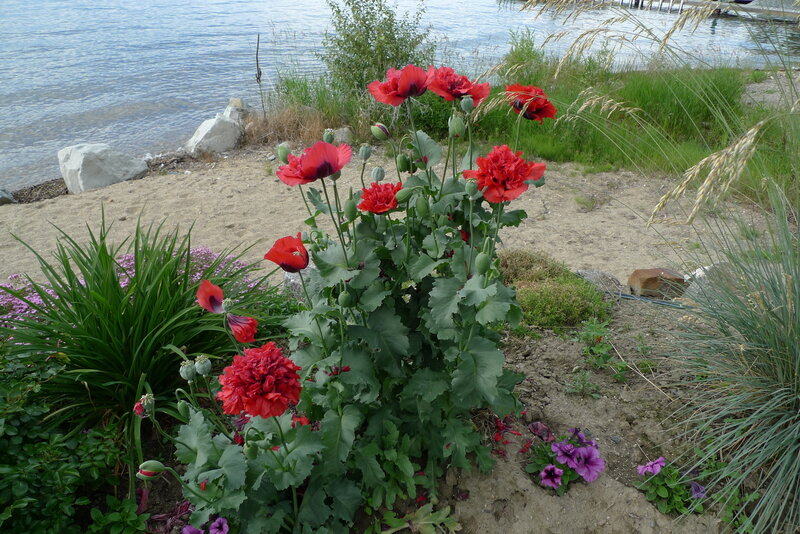 Red poppies by the lakeside