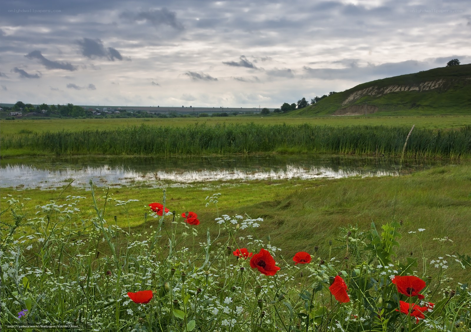 Red Poppies by the Pond