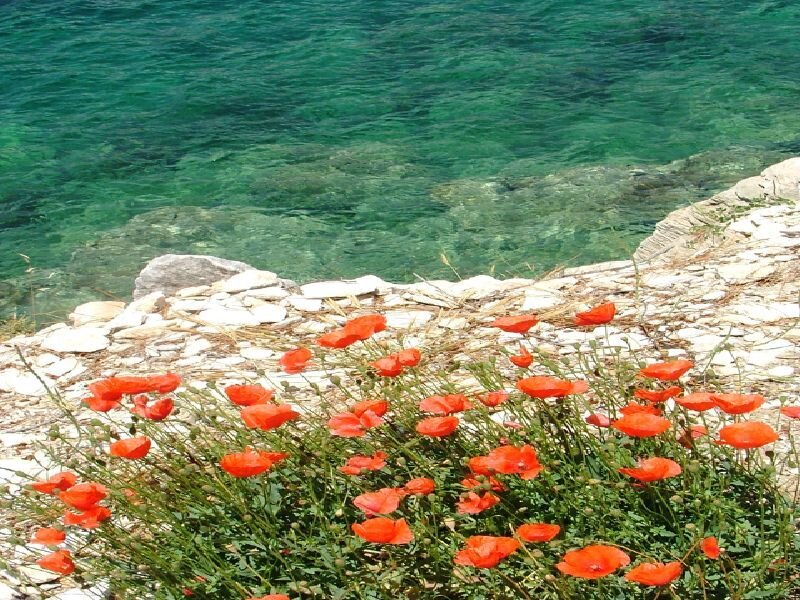 Red poppies by the sea
