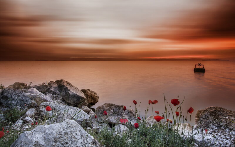 Red Poppies by the Sea — Orange