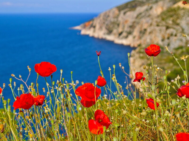 Red Poppies by the Sea — Serene, Afternoon, Photograph