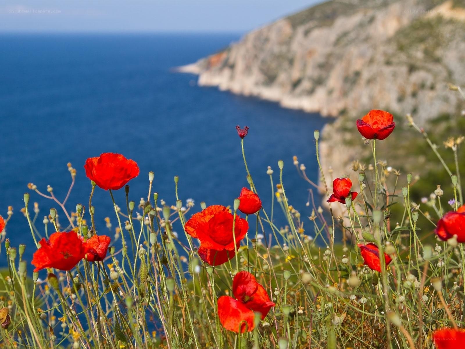 Red poppies by the sea