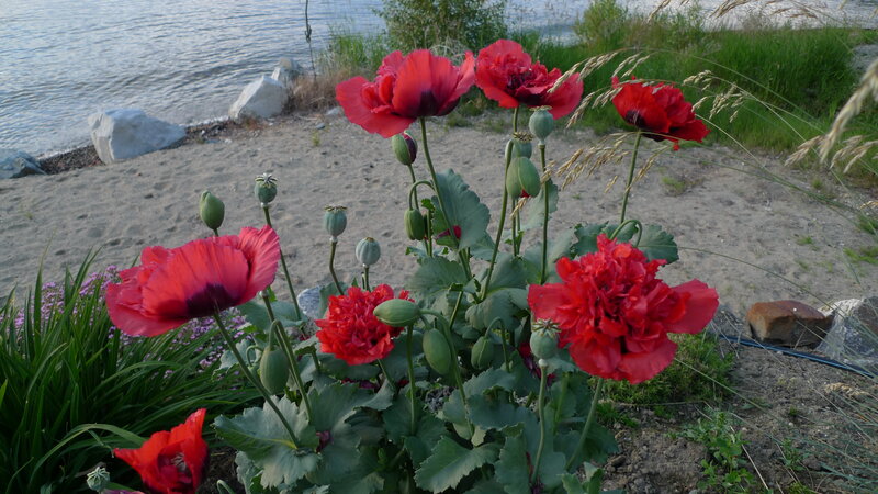 Red poppies by the water