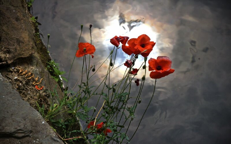 Red poppies by the water